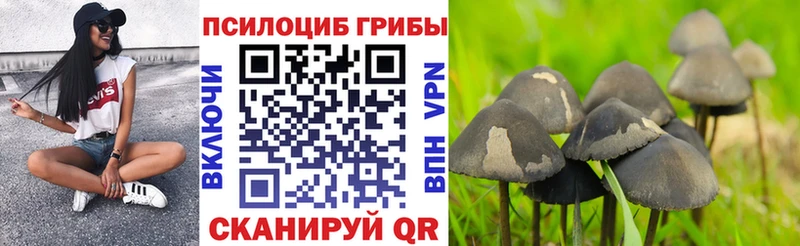Псилоцибиновые грибы Cubensis  даркнет состав  Красноярск  закладка 